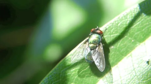 Greenbottle fly close up Stock Footage 40286701