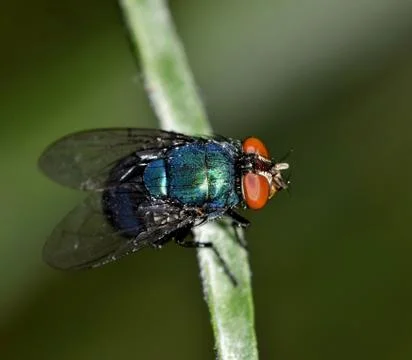 Greenbottle fly Foto stock