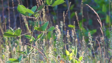Greenbriar Georgia Spring Stock-Footage 4988532