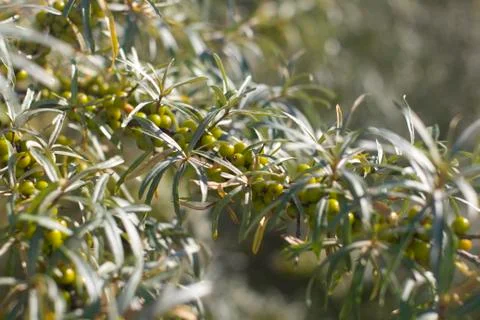 Greenbuckthorn Stock Photos