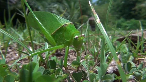 Greene Grasshopper is cleaning itself Video stock 102903897