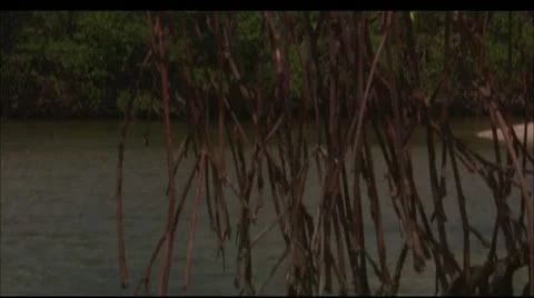 Greene hd evrglds plant2 Stock Footage 22638009