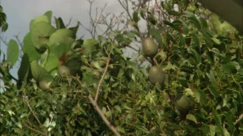 Greene hd gna fruit Stock Footage 22642006