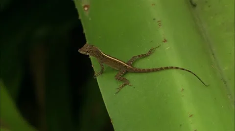 Greene hd gna lizard3 Video stock 22642146