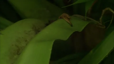 Greene hd gna lizzard Stock Footage 22642073