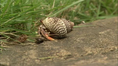 Greene hd guana crab2 Stock Footage 22643922
