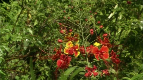 Greene hd guana flower12 Stock Footage 22644053