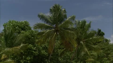 Greene hd guana Stock Footage 22667906