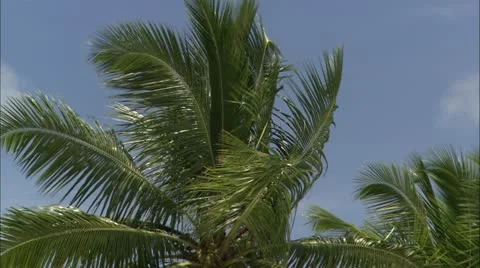 Greene hd guana Stock-Footage 22667913