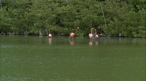 Greene hd guana Stock Footage 22668388