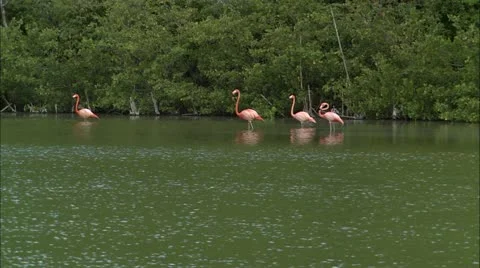 Greene hd guana Stock Footage 22668416