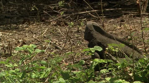 Greene hd guana Stock Footage 22668430