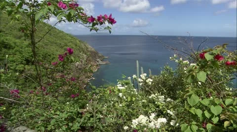 Greene hd guana12 Stock Footage 22643318