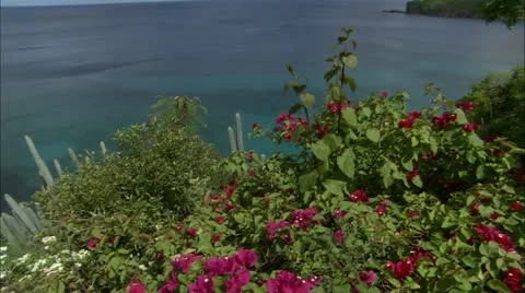 Greene hd guana14 Stock Footage 22643358