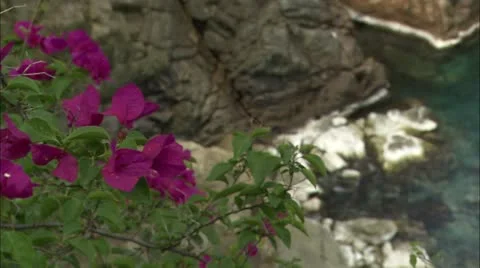 Greene hd guana15 Stock Footage 22643363