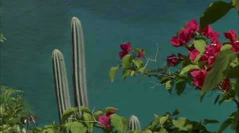 Greene hd guana16 Stock Footage 22643370