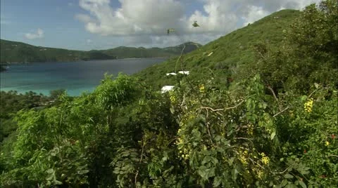Greene hd guana17 Stock Footage 22643416