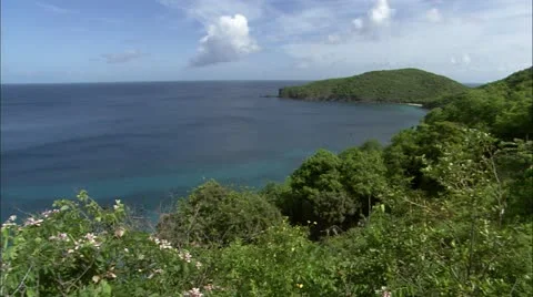 Greene hd guana9 Video stock 22643884