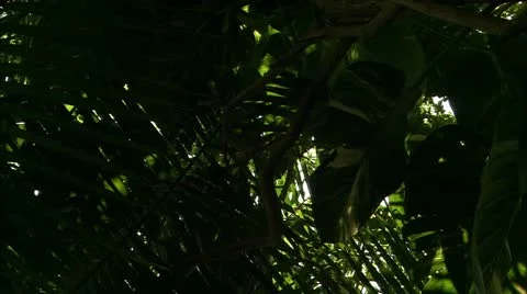 Greenehd Guana Stock Footage 22666219