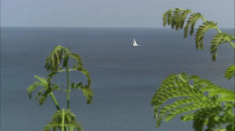 Greenehd guana19 Stock Footage 22675821