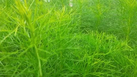 Greenery #1 Stock Footage 261630430