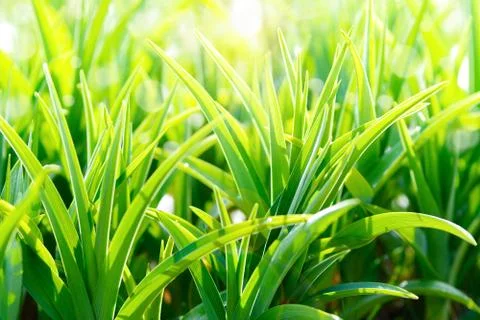 Greenery abstract background Stock Photos