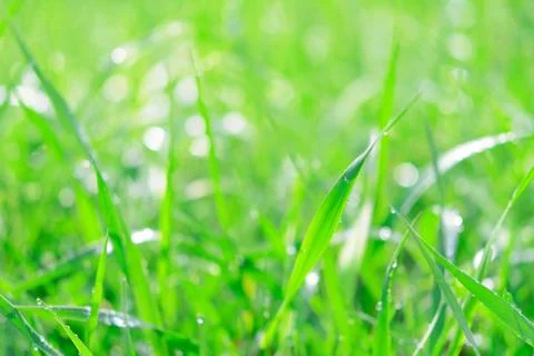 Greenery abstract background Stock Photos