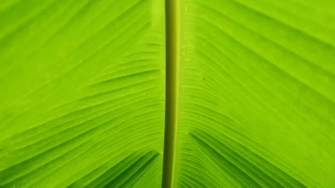 Greenery abstract background, tropical plants banana leaf. Stock Footage 118960541