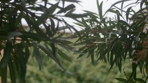 Greenery after the rain Stock Footage 169659914