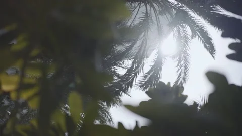 Greenery against the background of the sun Stock Footage 224127610