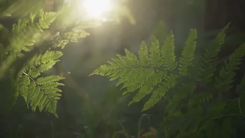 Greenery and rays of the warm sun. Forest landscape. Botany. Stock Footage 159001772