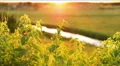 the greenery and sunset background 4k or 4k+ Resolution