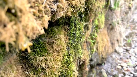 Greenery and waterfall in the mountains Stock Footage 190625663