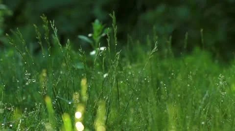 Greenery around Stock Footage 12154010