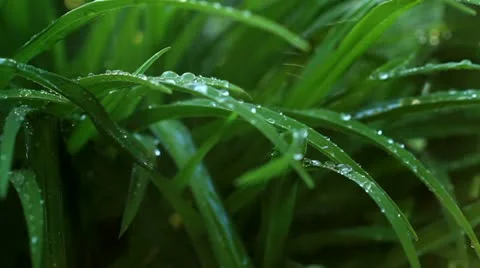 Greenery around Stock Footage 12154088