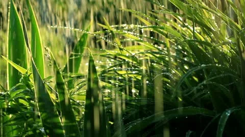 Greenery around Stock Footage 12154094