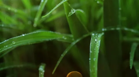 Greenery around Stock Footage 12154098