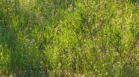 Greenery around Stock Footage 37537366