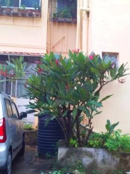 Greenery in the backyard Stock Photos