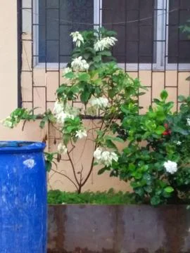 Greenery in a backyard Stock Photos