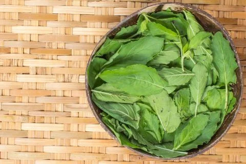 The greenery basil Stock Photos