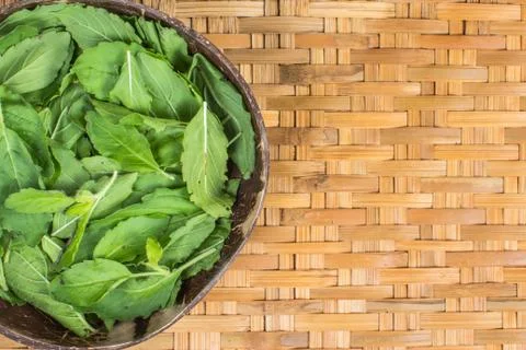 The greenery basil Stock Photos