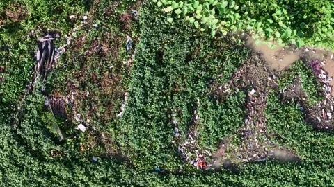 Greenery blankets a muddy, littered riverbank Stock Footage 339809384
