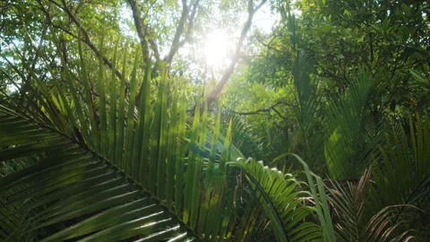 Greenery coconut palm tree leaf with tropical rainforest sun light Stock Footage 278728170