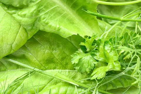 Greenery extremal close up Foto stock