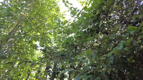 Greenery, Fence 库存影片 157757344