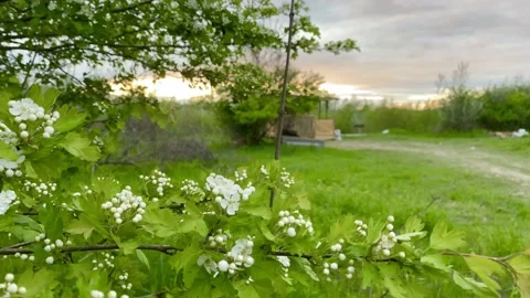 Greenery Stock-Footage 137246387