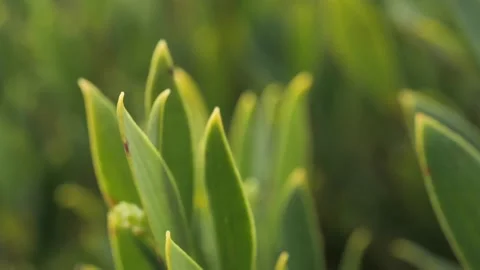 Greenery Video stock 157218549