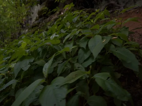 Greenery on Forest Floor in Ohio Stock Footage 82705899