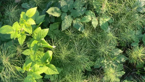 Greenery in the forest Stock Footage 167411491